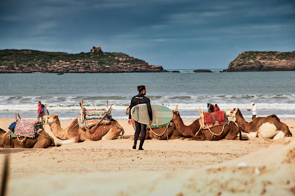 a young man holding his surf board standing on a beach with his back to the camera and some camels laying in front of him